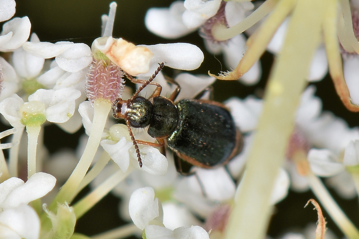 Malachiidae: Attalus marginatus (ex A. nourrichelii in parte), maschio